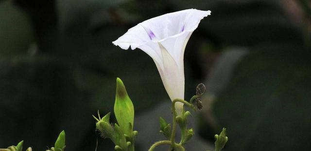 十二星座喜欢一个人会让别人知道吗？水瓶座的处理方式值得学习休闲区蓝鸢梦想 - Www.slyday.coM