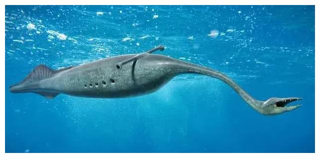 塔利怪物是啥物种?科学家揭秘其身世,依然让人摸不着头脑