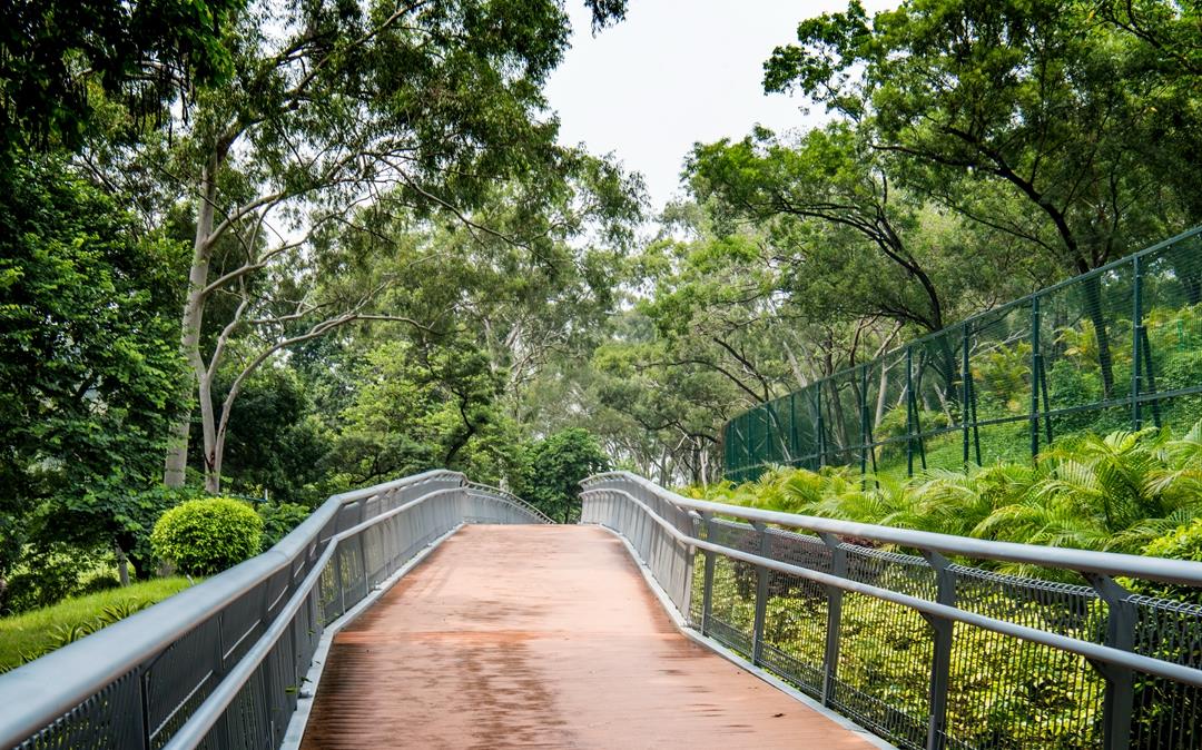 广州第一条"空中步道",穿行在青山绿水间,走完全程大约2小时