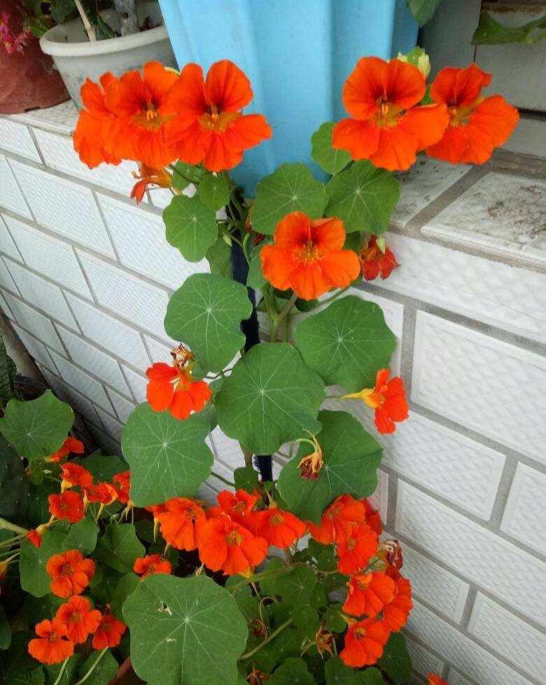 现在养旱金莲正合适金灿灿的花超美还容易火盆