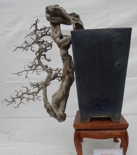 悬崖桩盆景难打造那是没有掌握大师的6技巧真的很简单