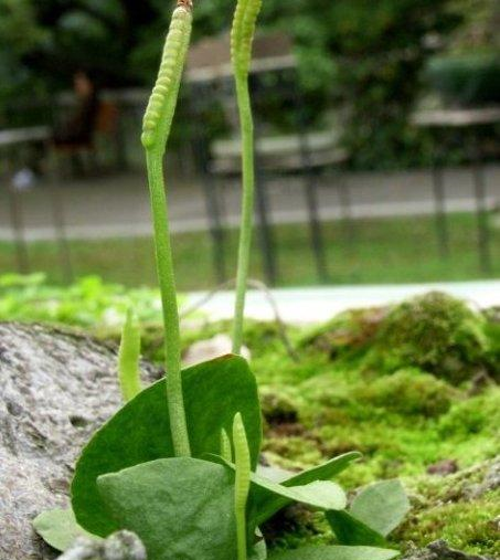 百青藤月入十万项目玩法套路 互联网上月入十万如何实现