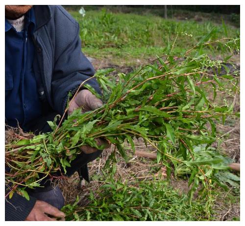 酒曲认识吗路边撸一把野草就能做成功自制甜米酒必备