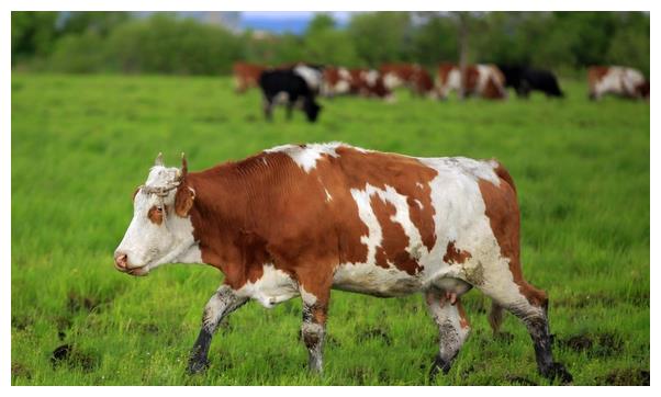 生肖牛的人要重视2个人一个陪你白头偕老一个助你青云直上