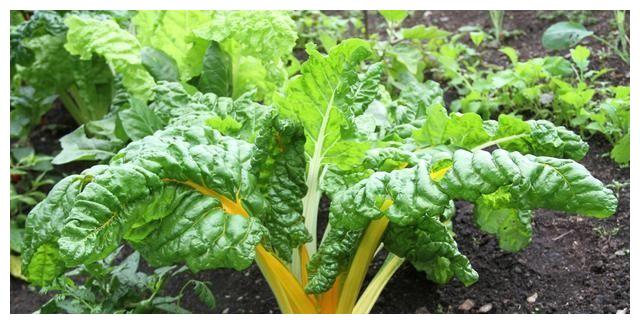 它的学名叫做莙荙菜,还有的人叫厚皮菜,虽然品种不一样,但是因为它们