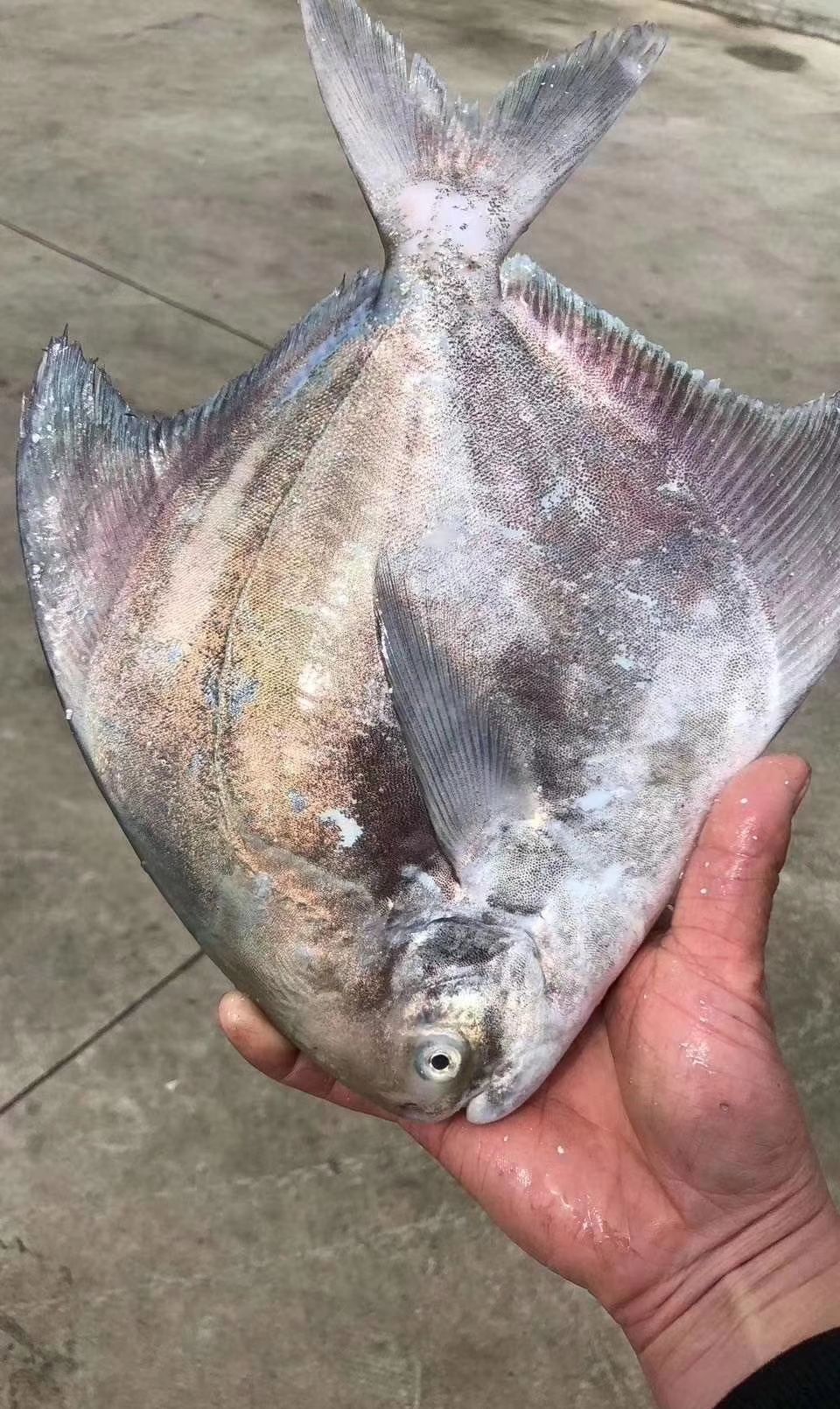 海鲜鱼类之大斗鲳鱼__财经头条