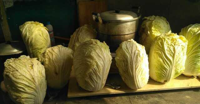 小雪就要收割白菜了,地窖储存白菜应该根朝上还是朝下?