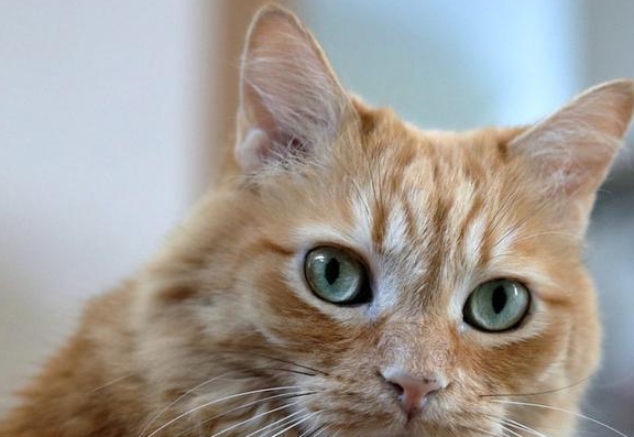 猫耳朵变秃真是猫咪挠出来的这3种东西才是主谋撸猫后要洗手