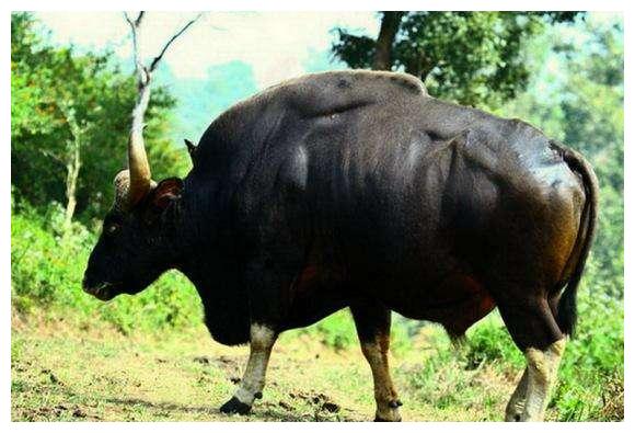 非洲野牛和白肢野牛哪个战斗力更强,牛角更有杀伤力?