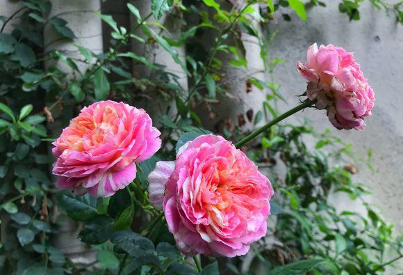 此 花 是中国十大传统名花之一 国际地位超越了牡丹和梅花