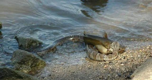 捕鱼|黄辣丁|大蛇_新浪新闻