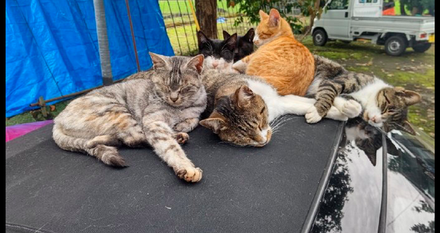 一群猫咪全待在跑车的车篷上，走开后主人崩溃了，这怎么洗掉啊？
