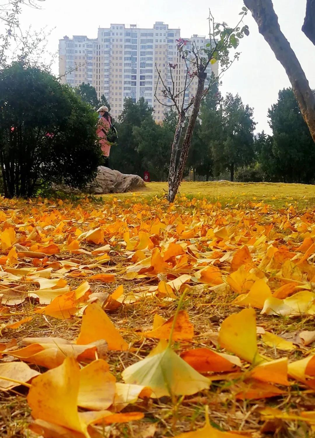 草坪旁美丽的银杏叶禹舸摄(原载于2020年11月23日《平顶山晚报》a4版)
