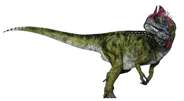 跟似鳄龙和重爪龙是表亲,而玛君龙也是比较有名的中型食肉恐龙,跟食肉