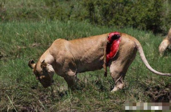 男子发现受伤"母老虎"赶紧跑回去叫人救治,然而却令人愤怒