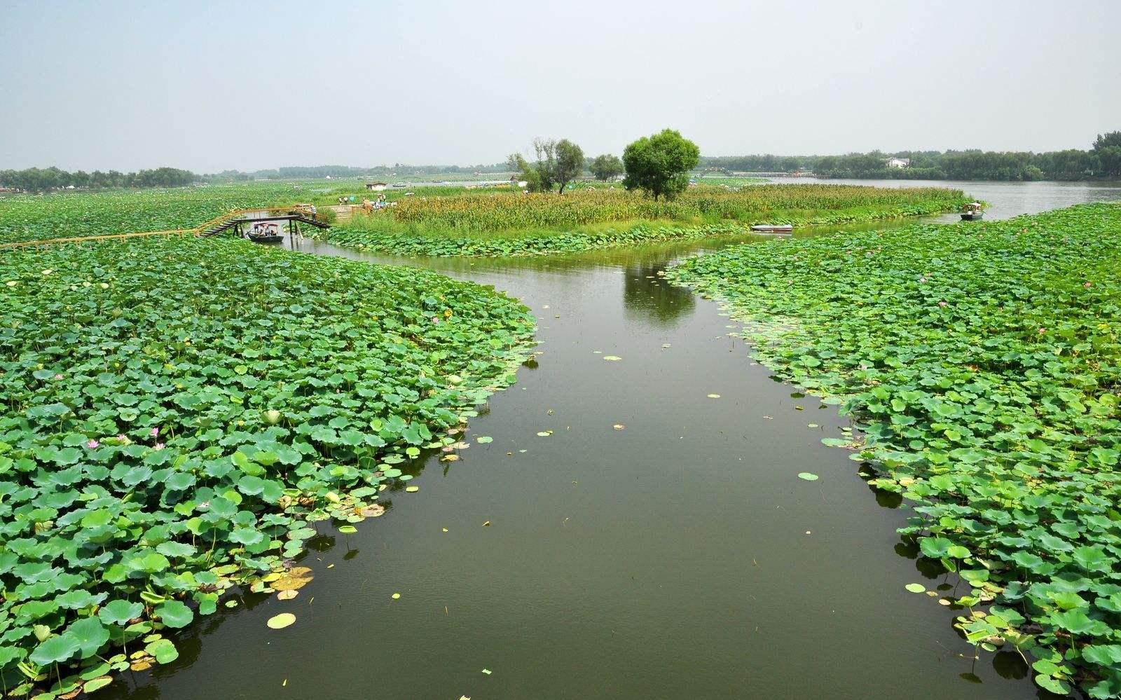 白洋淀——荷花掩映中的北方江南