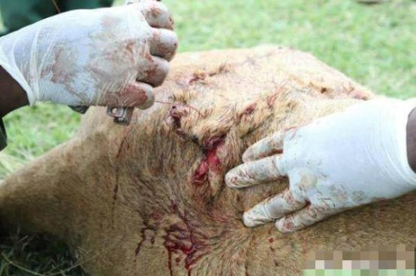 老虎"赶紧跑回去叫人救治,然而却令人愤怒|母狮|救援人员|伤口_新浪