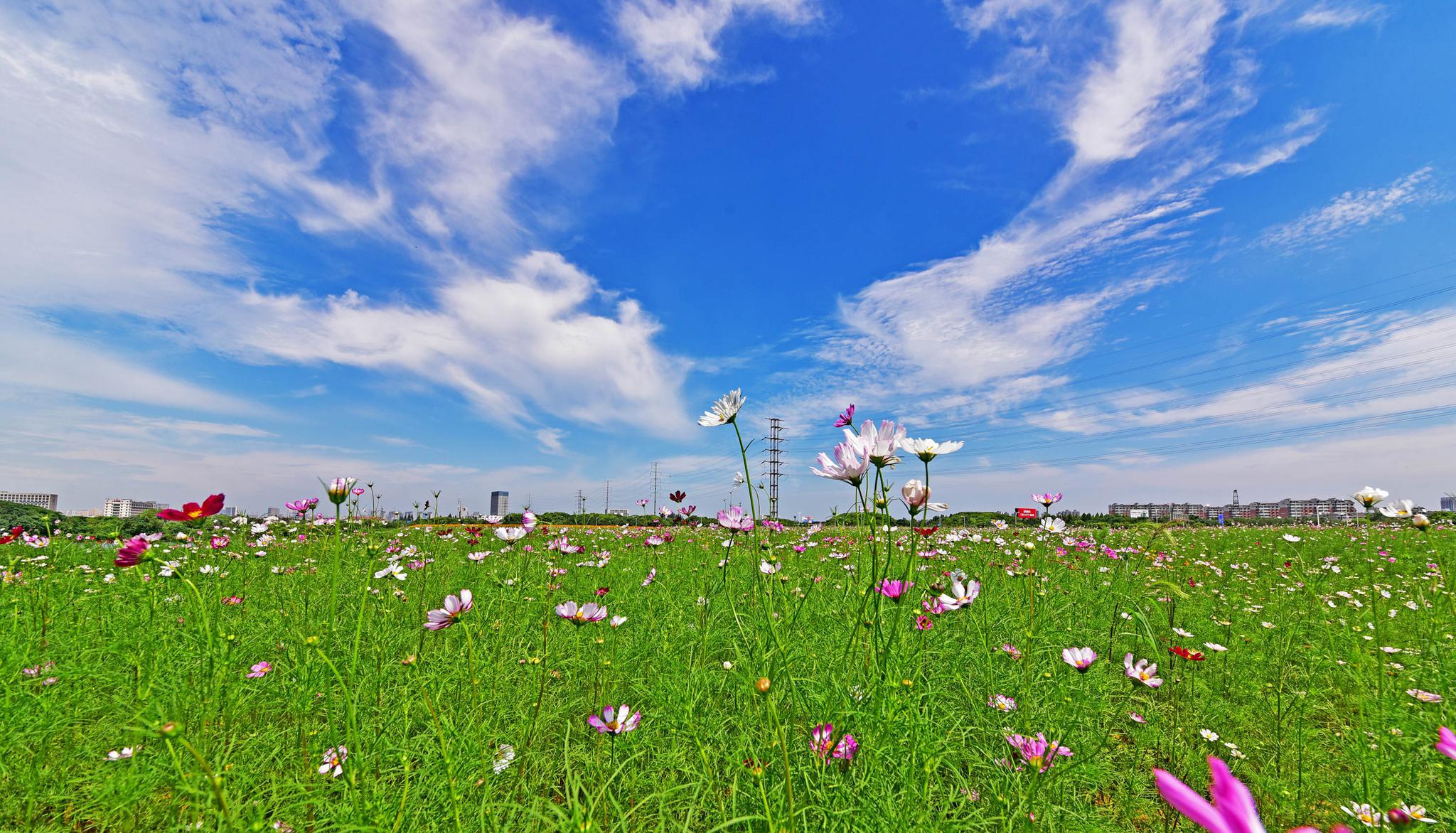 盛夏盛开在蓝天下的花海,2020年07月24日,江苏无锡锡山区东北塘__财经