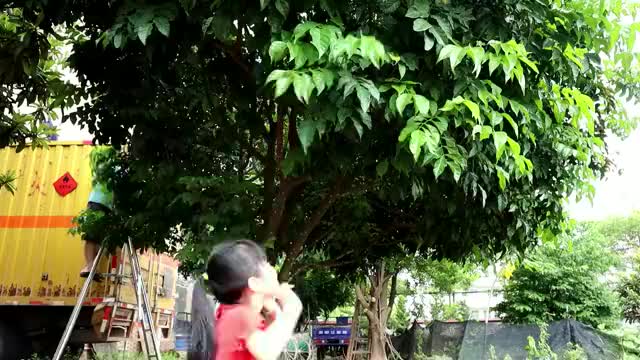 七月很火的黄皮鸡做法，客家人百吃不腻，一年就吃2个月，真开胃