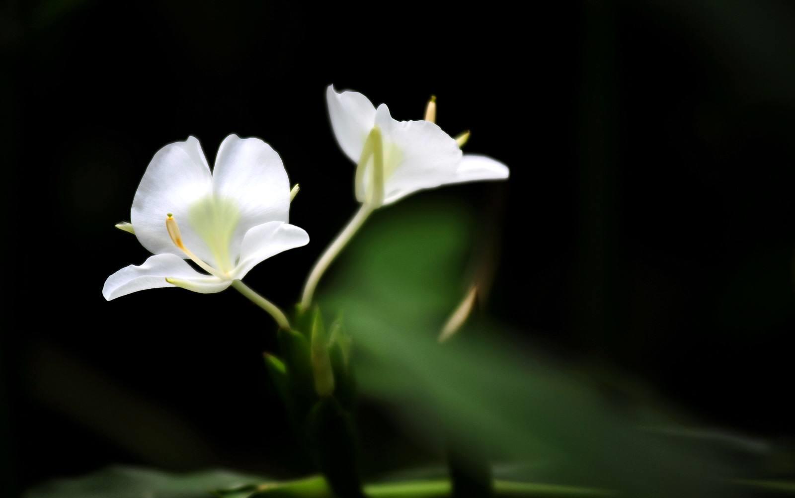 姜花一个季节该怎么养殖?