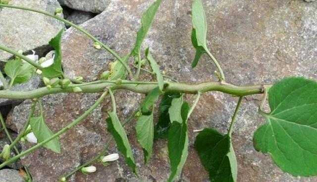 人称"老母鸡肉",生吃煲汤都美味,古人曾用它冒充人参|草药|人参|老母