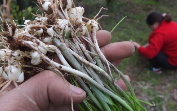 野葱|超市|农村_新浪新闻