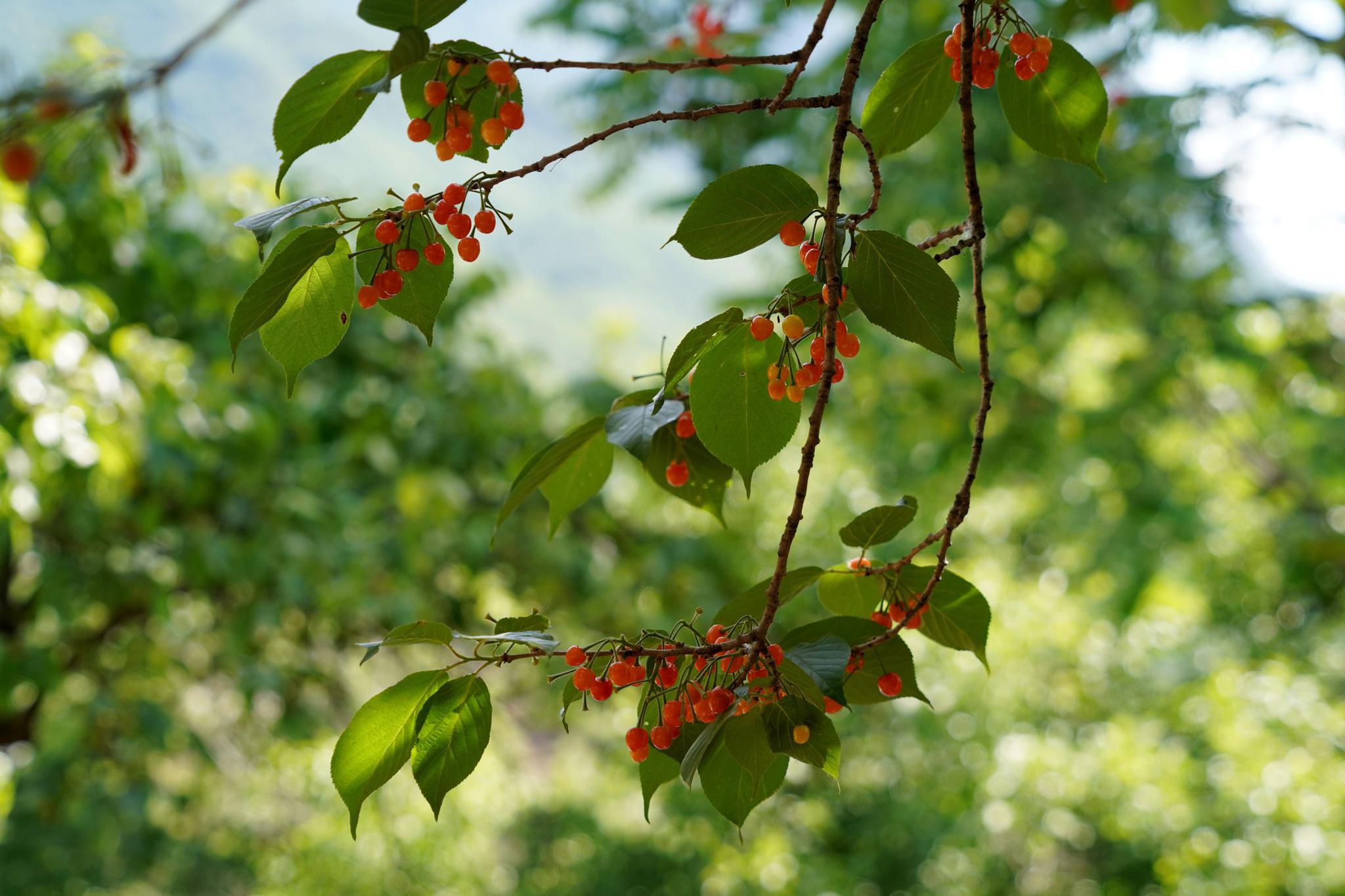 山西大山农村发现70年野生樱桃树,成熟季节惊动村民,看是啥样