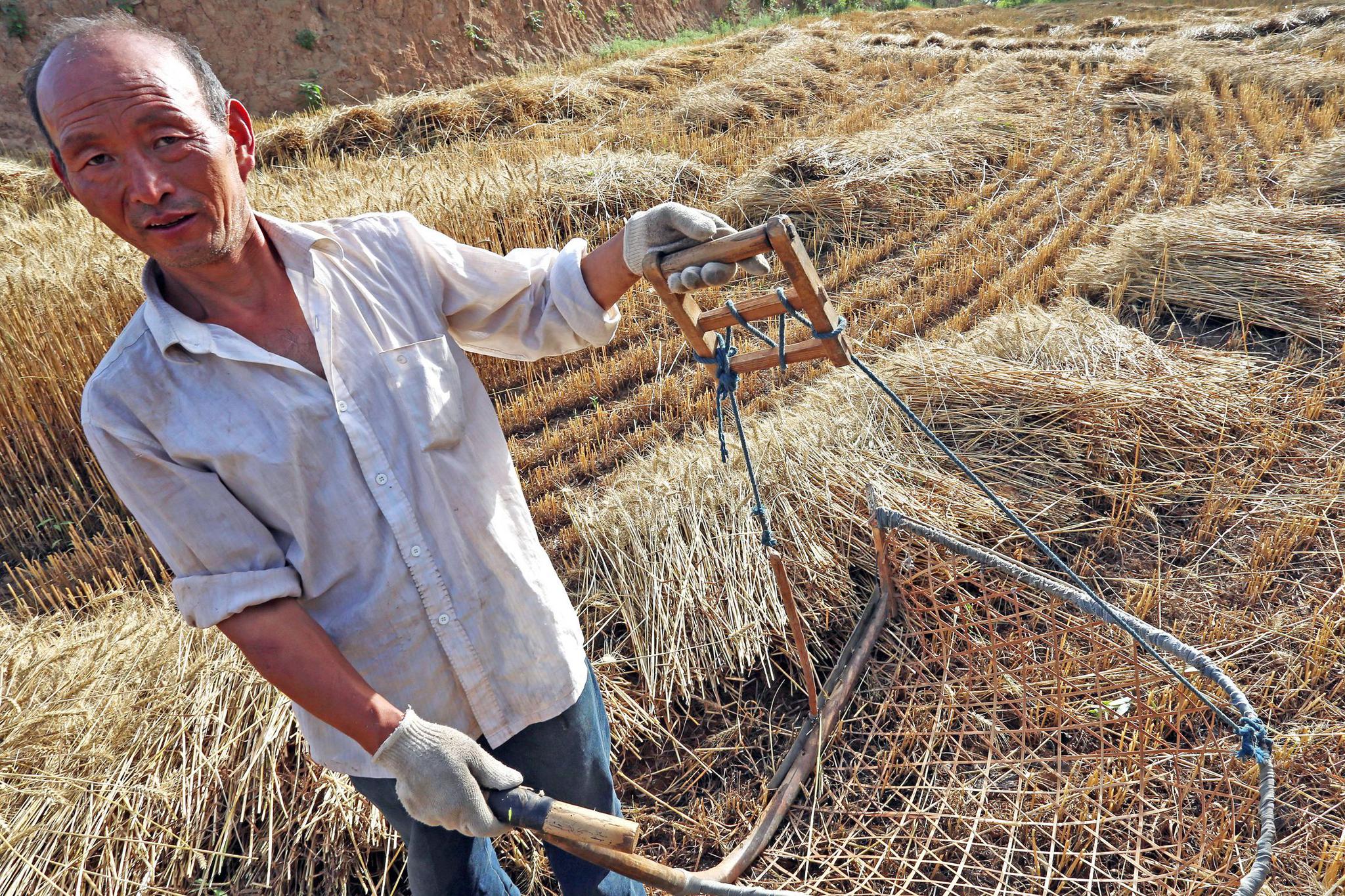 山西农民割麦用"神器",传承百年至今依然沿用,很多人没见过