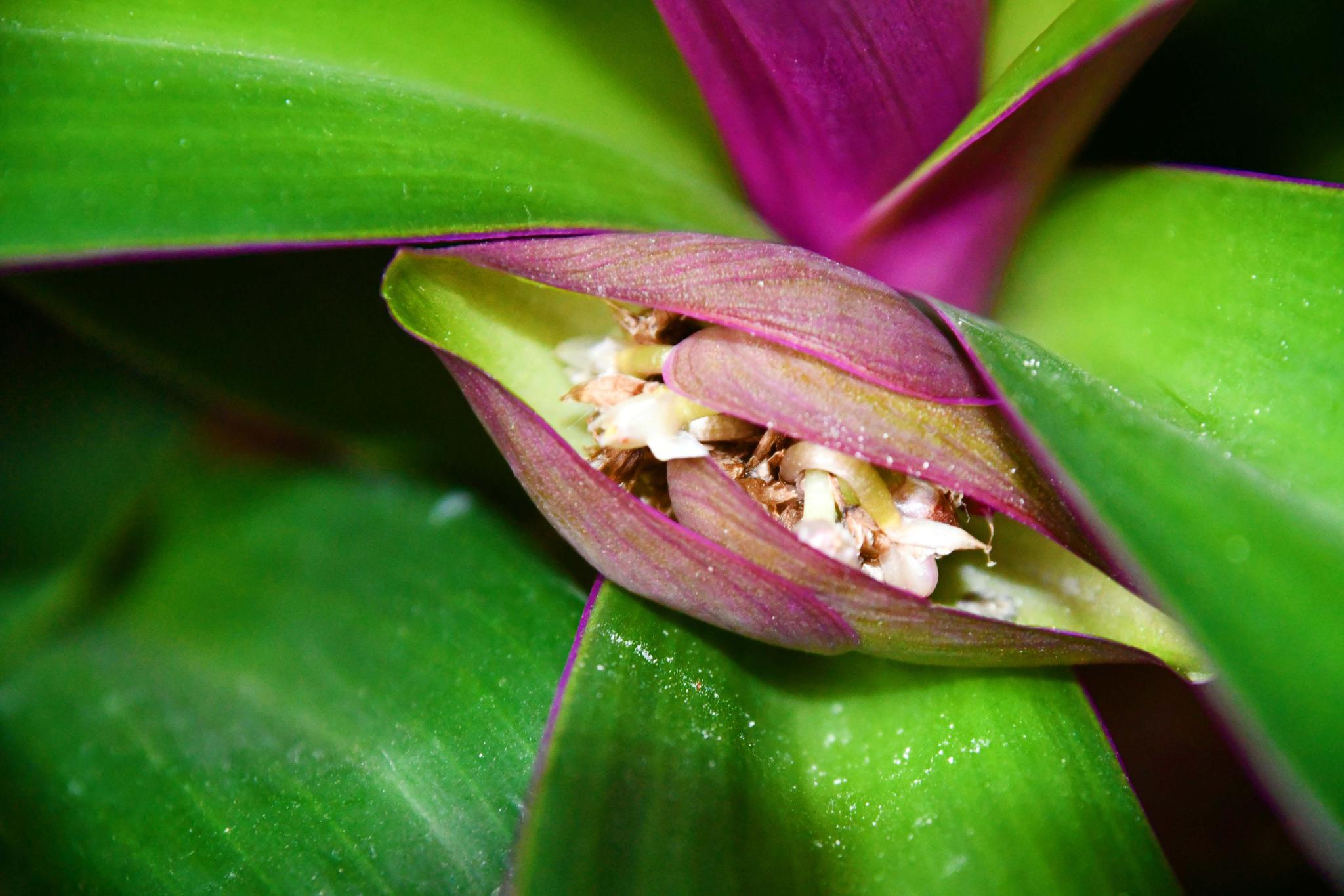 紫背万年青,原创拍摄_高清图集_新浪网