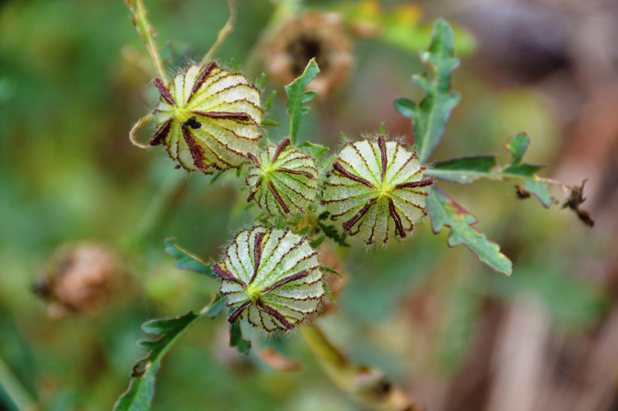 野西瓜苗的小花,原创拍摄