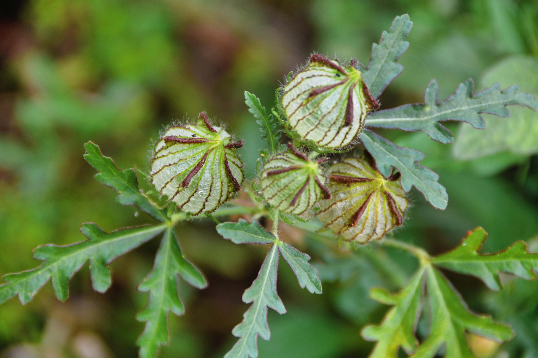 野西瓜苗的小花,原创拍摄