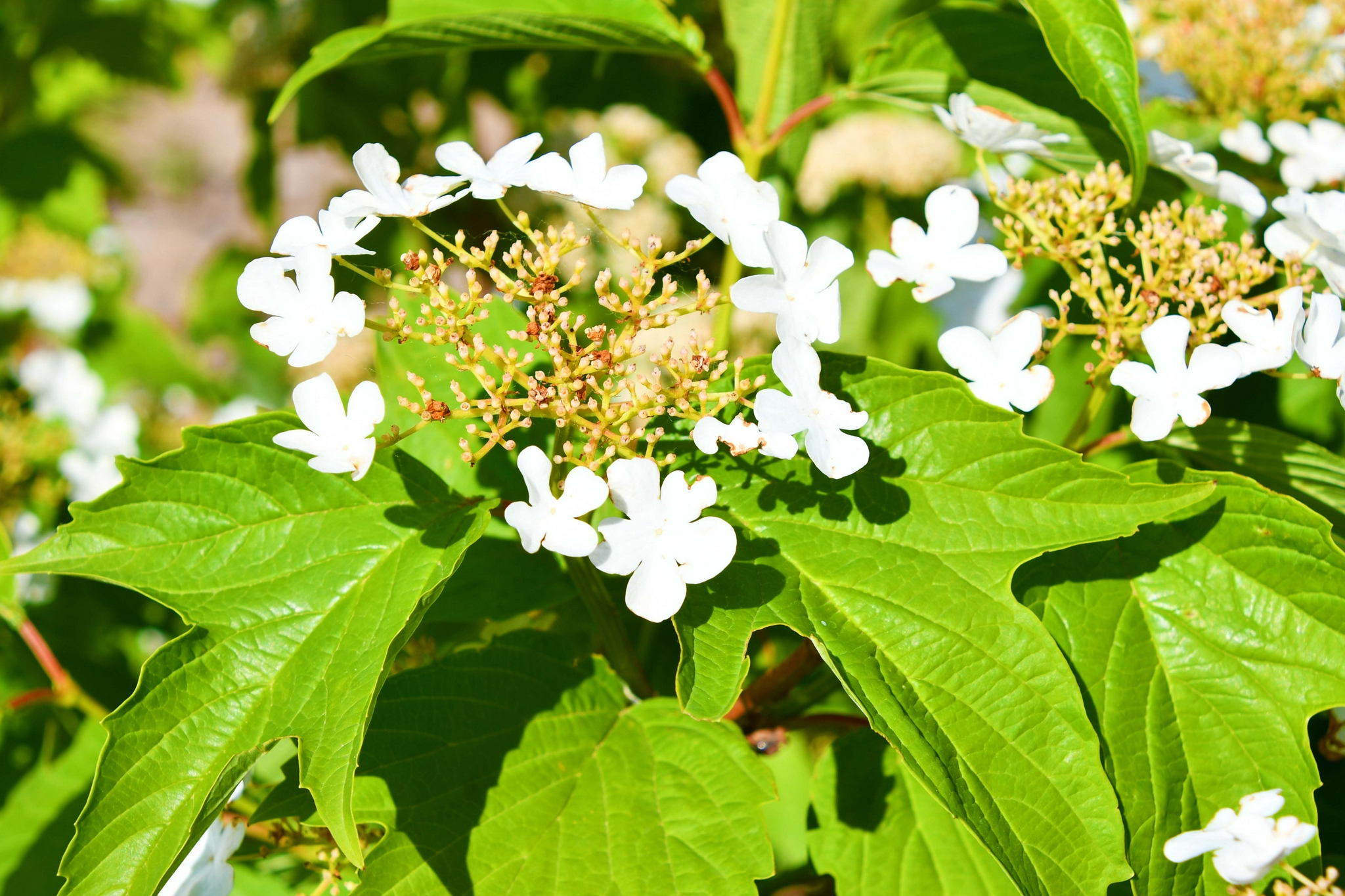 欧洲荚蒾花,原创拍摄_高清图集_新浪网