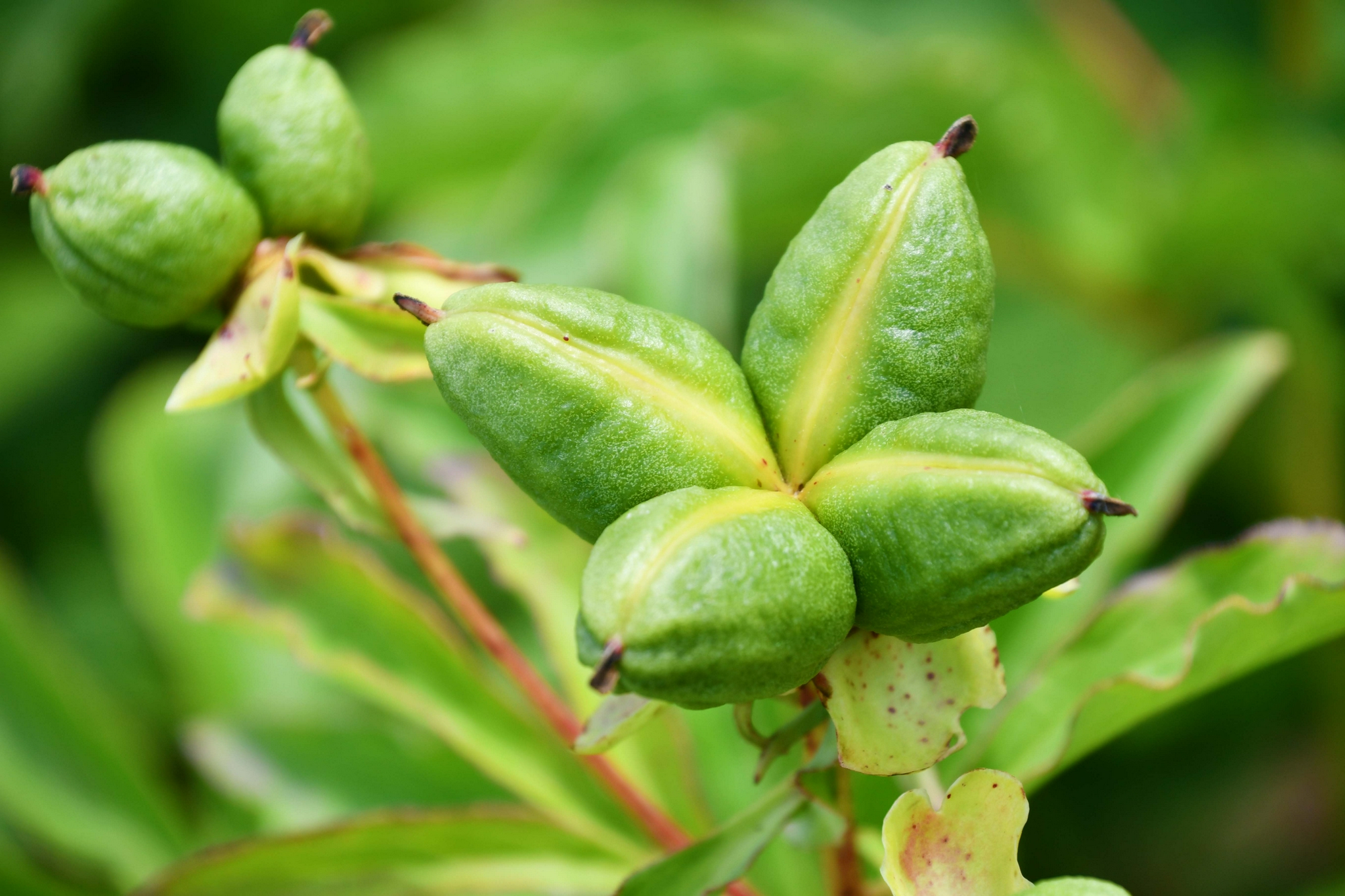 芍药花种子原创拍摄