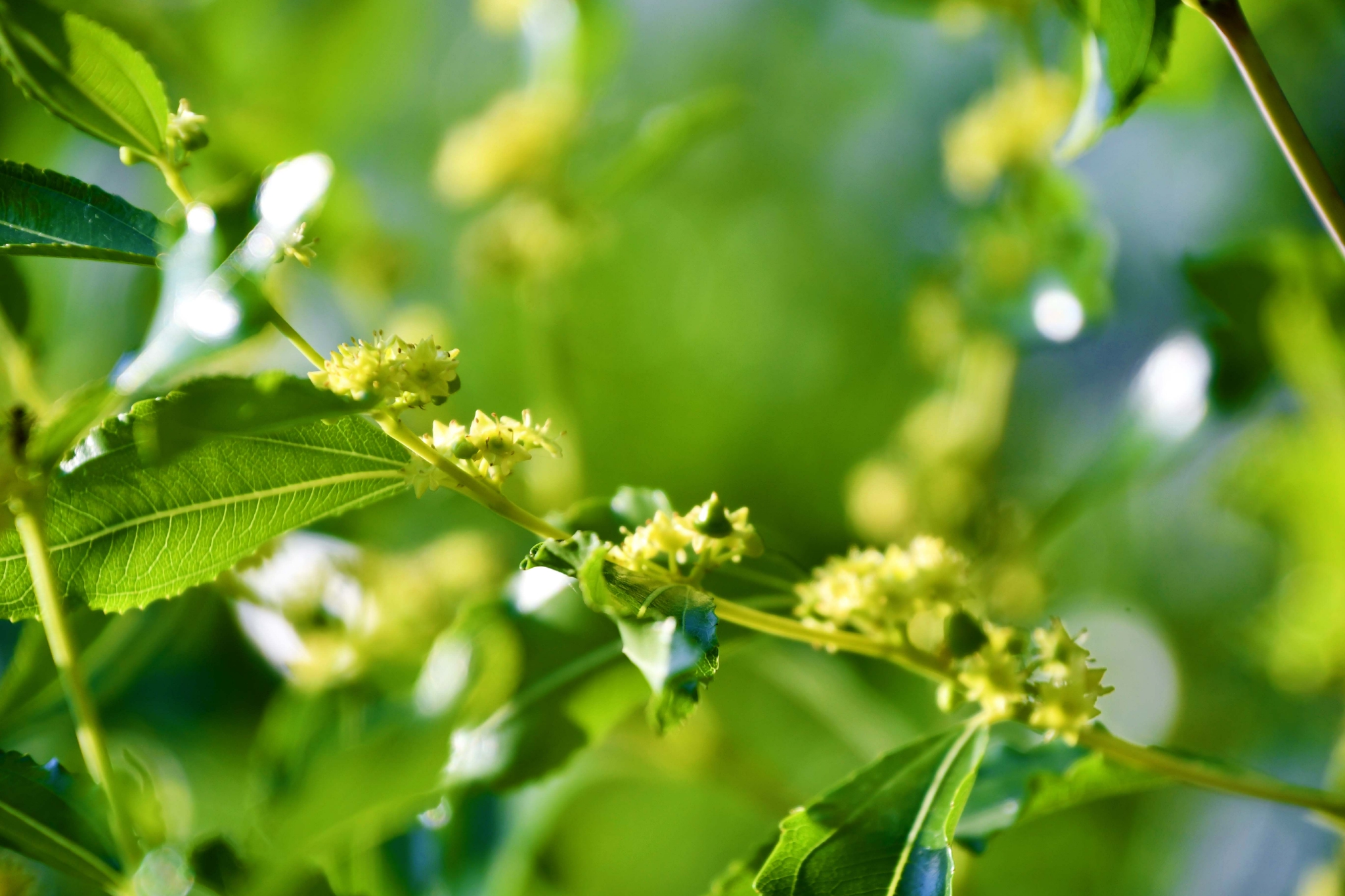 小小枣花,原创拍摄|枣花|原创|拍摄_新浪新闻