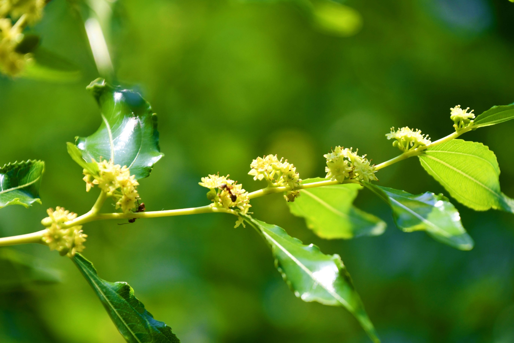 小小枣花原创拍摄