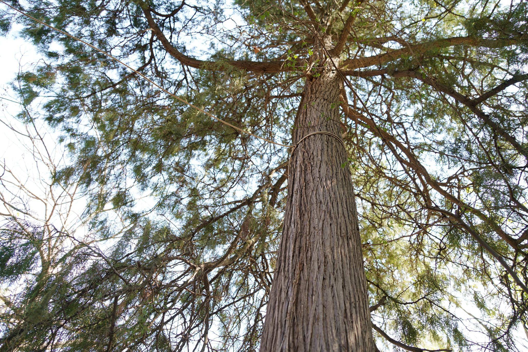 农村传说家中不栽柏树,山西7旬大叔反其道而行之,看看啥情况