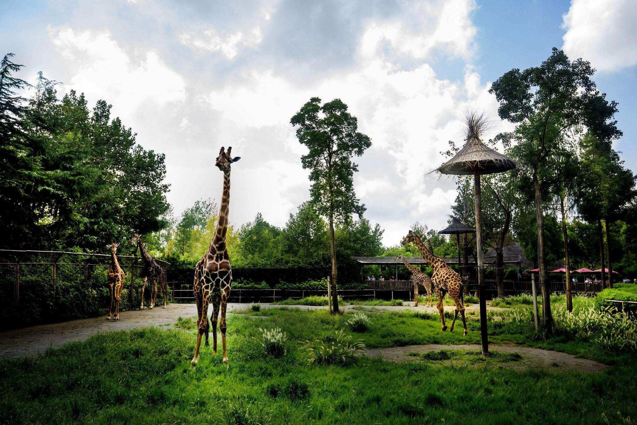 游深圳野生动物园,观赏放养式的野生动物,适合亲子游