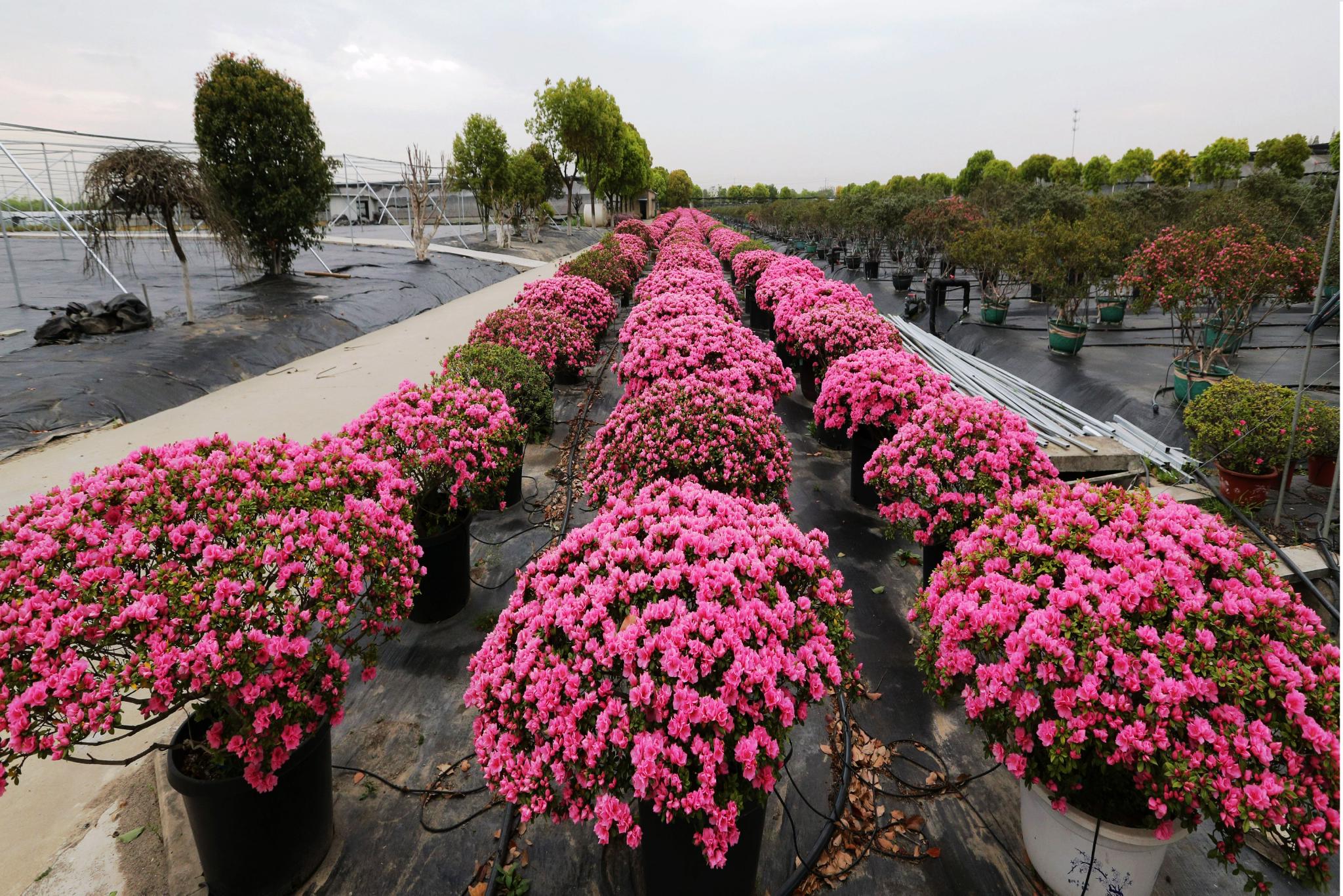 龙城乡情: 最惜杜鹃花烂漫 走进裕华寻芳菲__财经头条