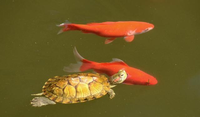 乌龟和金鱼可以和谐共处