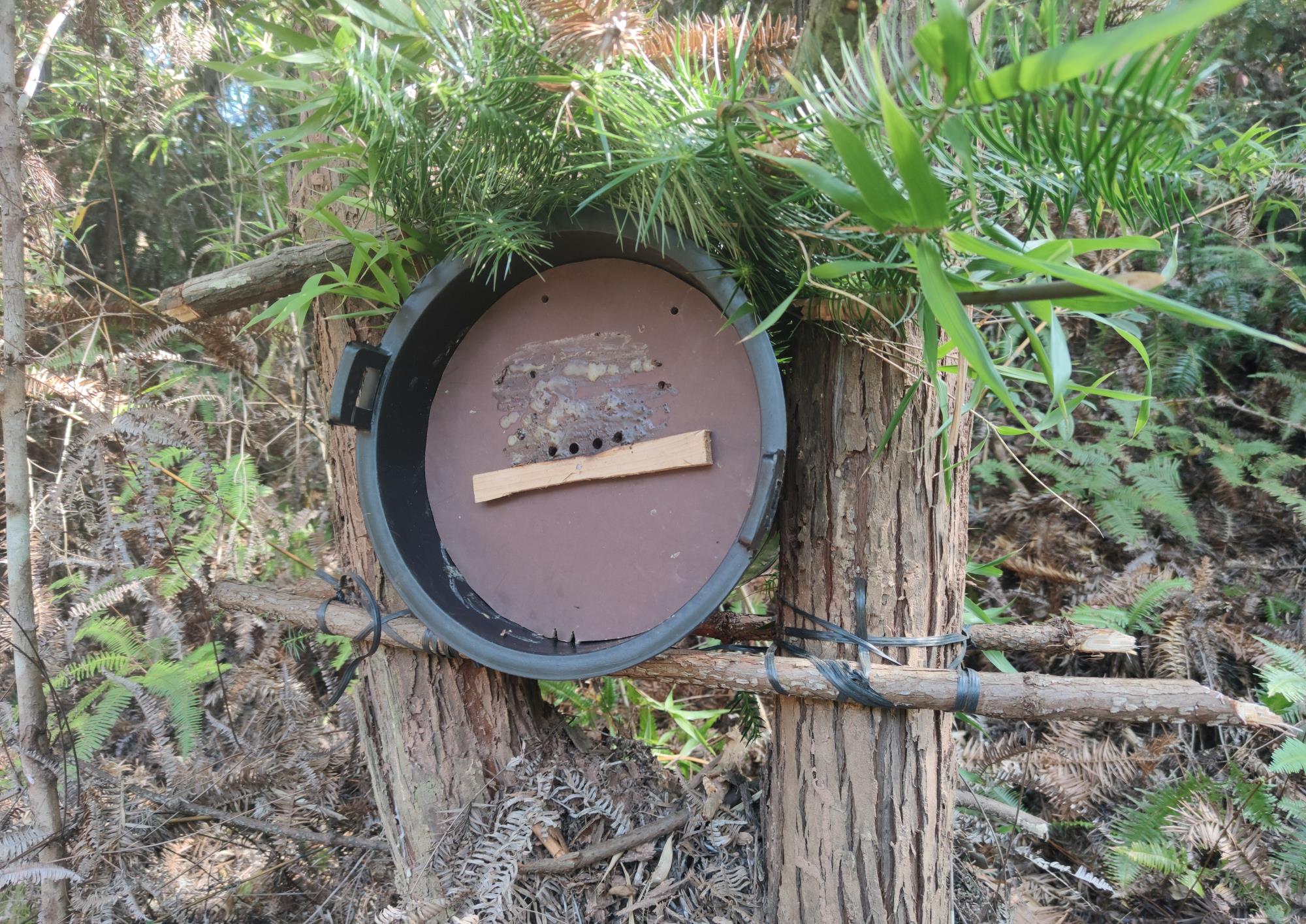 塑料桶改装诱蜂桶细节分享