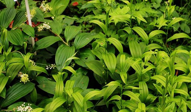 它是治疗风湿关节痛"特效药",学名盘龙七,农村就有,见了带走__财经