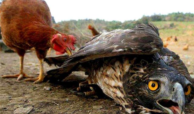 老鹰想一把抓死母鸡,没料到母鸡留了一手,结果老鹰悲剧了!