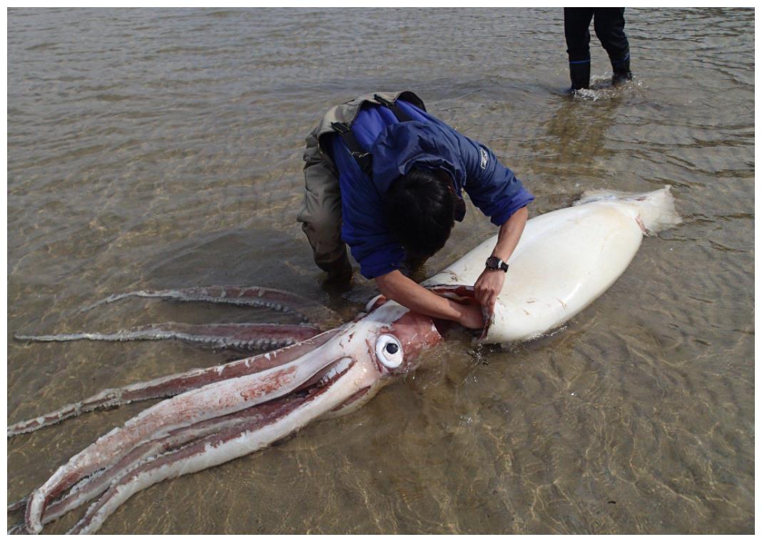 大王乌贼与抹香鲸厮杀的大场面你一定没见过导演做梦都想拍到