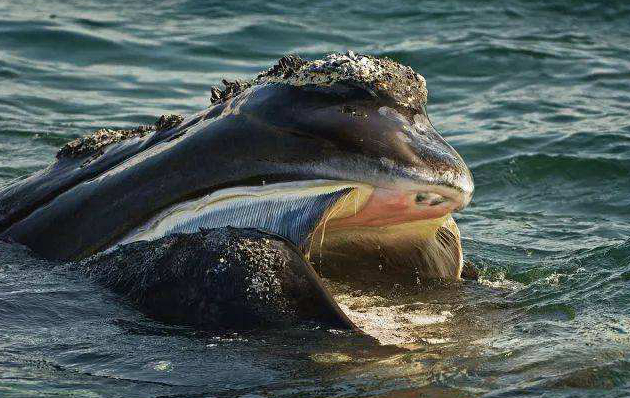 这种鲸鱼曾经被认为已经灭绝了200万年但事实是它们仍还活着