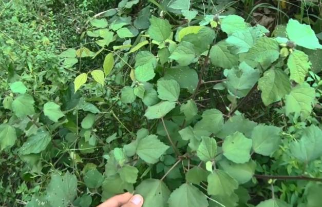 路边荒地常见的野草 农民不把它当回事 殊不知是治肾结石良药 财经头条