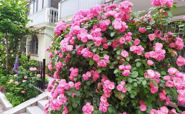 这种花名叫"安吉拉"(angelica),也叫天使,是一种月季花和蔷薇花杂交