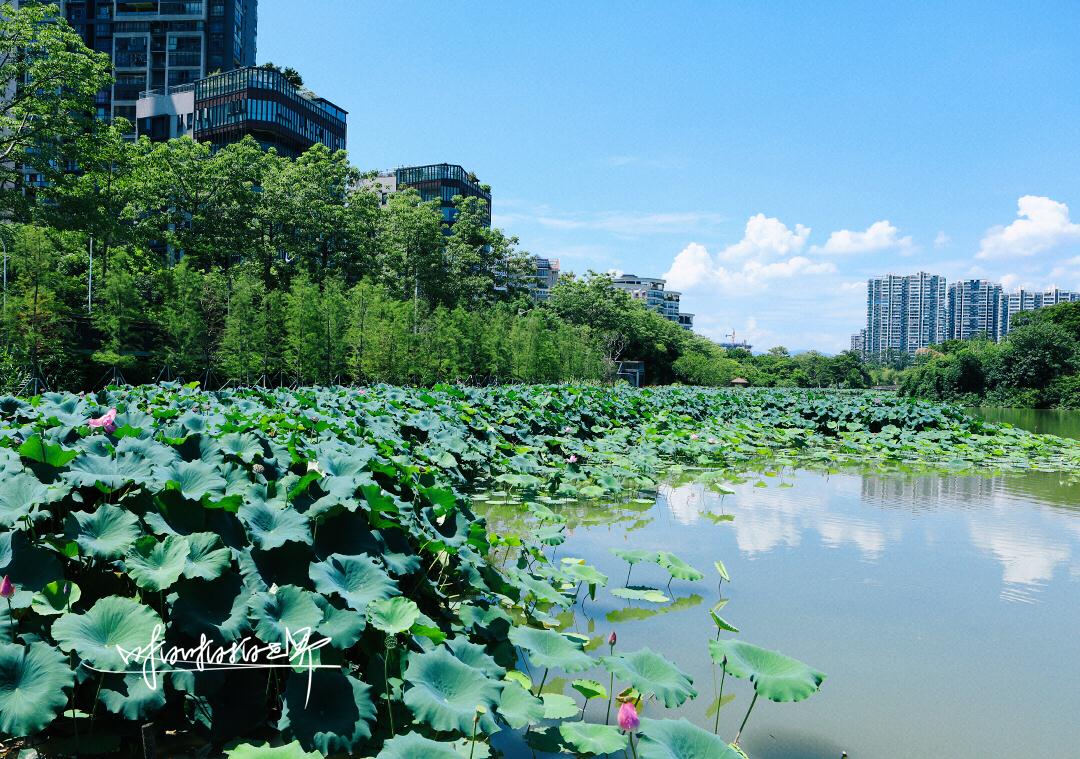 福州有个赏荷胜地,可以近距离观赏荷花,很多游客不知道
