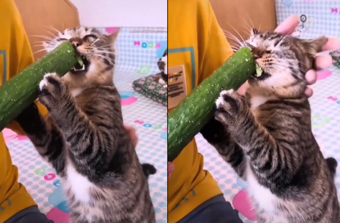 一只爱吃黄瓜的猫咪|明明|吃肉|宠物|兔子|小鱼_新浪新闻