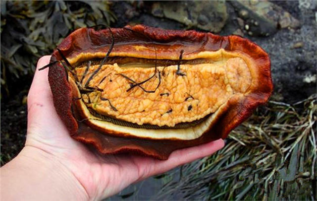 海石鳖也是非常有营养的珍贵药材,经常吃海石鳖是可以起到非常好的