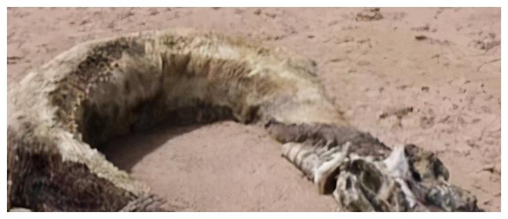 中国最后一条真龙现身：1934年辽宁营口坠龙，是不...